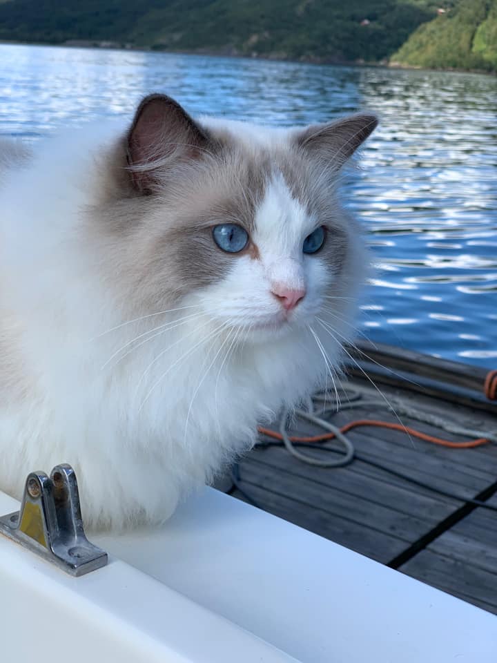 (N) Nordlæningen's Fabio Ference (Balder)