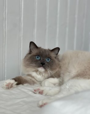 (N) Nordlæningen's Keesha Pippi