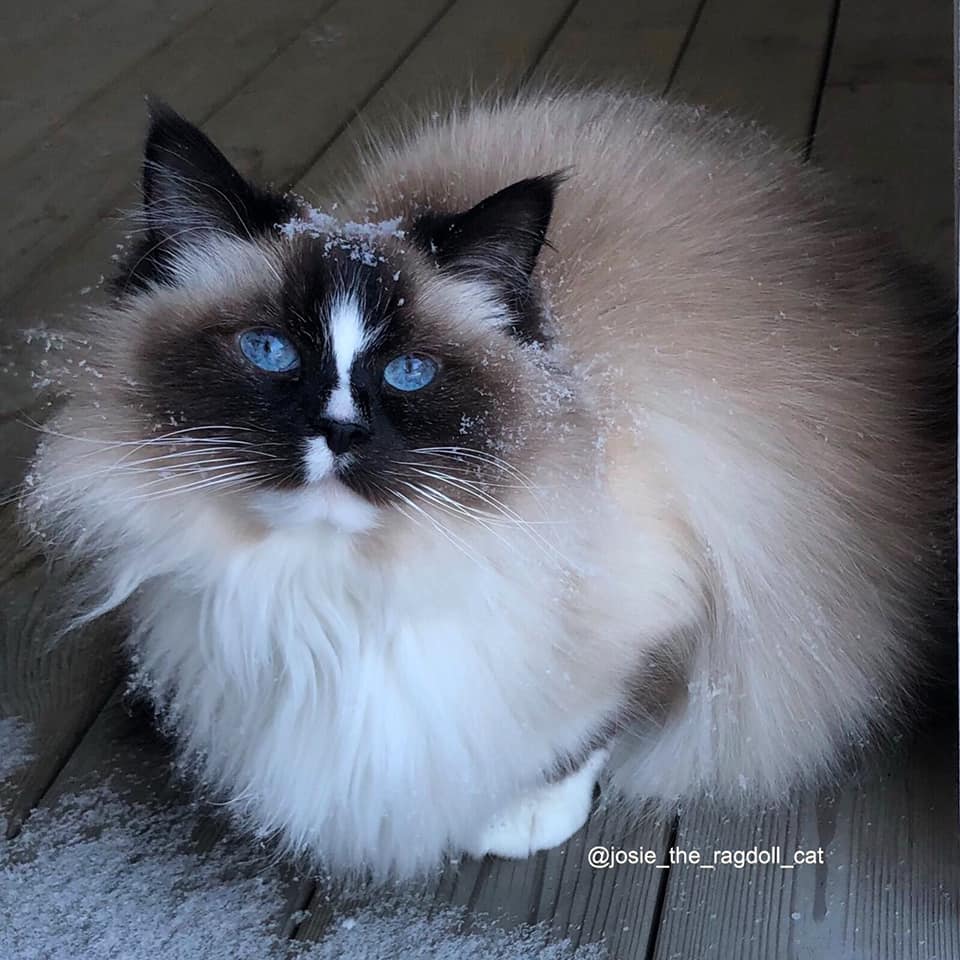 (N) Nordlæningen's Josie