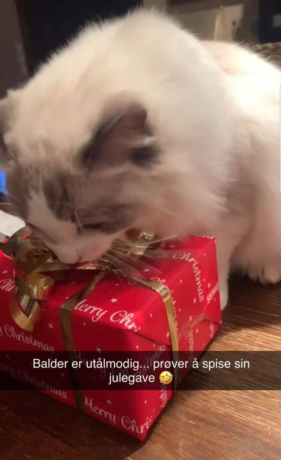 (N) Nordlæningen's Fabio Ference (Balder)