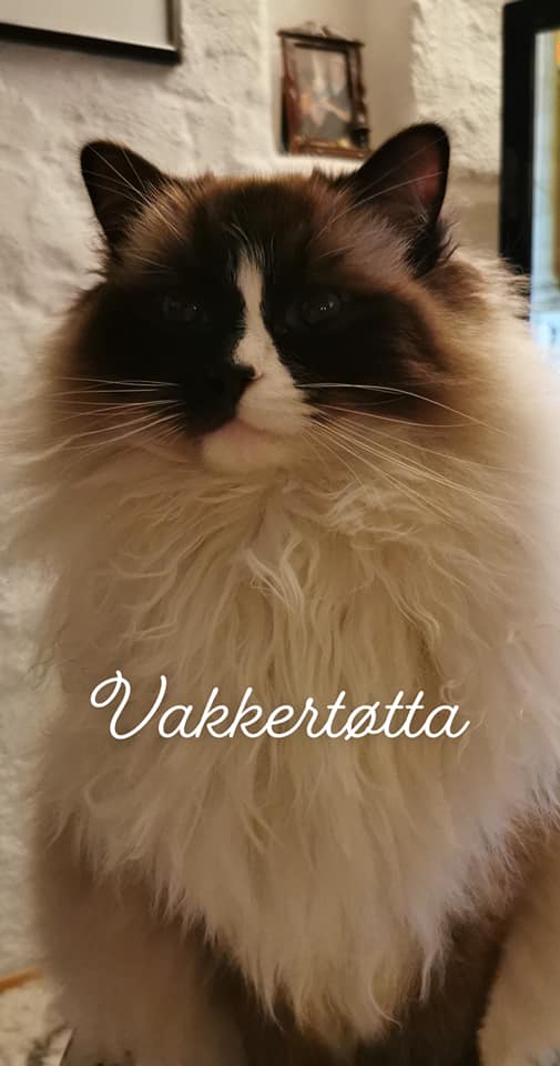 (N) Nordlæningen's Evita Engelina  
